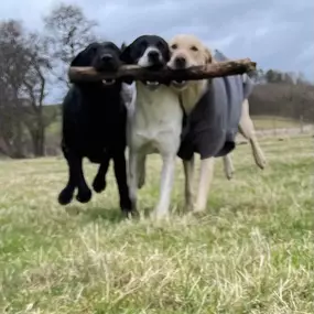 Bild von Awesome Pawz