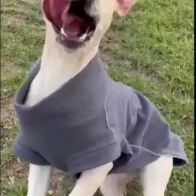 Bild von Awesome Pawz