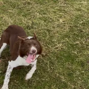 Bild von Awesome Pawz