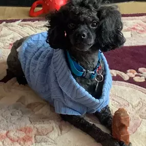 Bild von Awesome Pawz