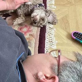 Bild von Awesome Pawz