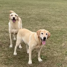 Bild von Awesome Pawz