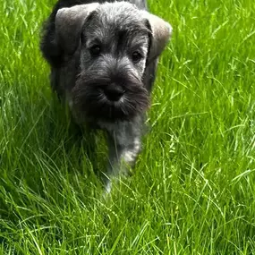 Bild von Awesome Pawz