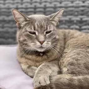 Bild von Awesome Pawz