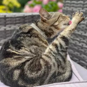 Bild von Awesome Pawz