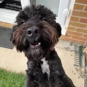 Bild von Awesome Pawz