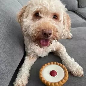 Bild von Awesome Pawz