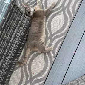 Bild von Awesome Pawz