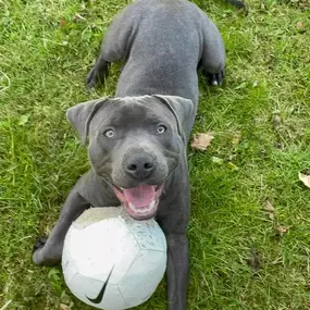 Bild von Awesome Pawz