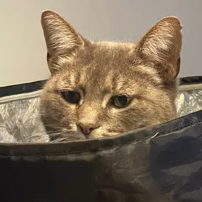 Bild von Awesome Pawz