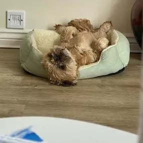 Bild von Awesome Pawz