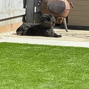 Bild von Awesome Pawz