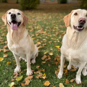 Bild von Awesome Pawz