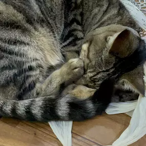 Bild von Awesome Pawz