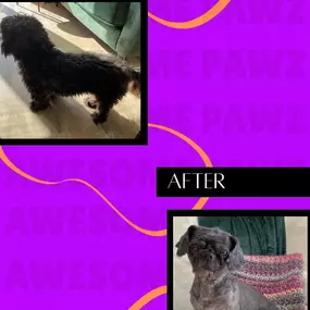 Bild von Awesome Pawz