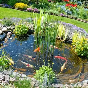 Bild von Aqua Pond Ltd