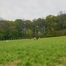 Bild von Waldbad Alpakas - Alpaka Wanderung und Lama Wanderung