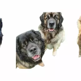 Bild von Esthers tierische Biberstube Hundefriseur