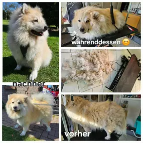 Bild von Esthers tierische Biberstube Hundefriseur