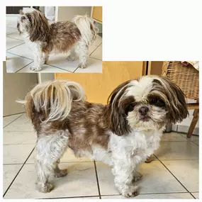 Bild von Esthers tierische Biberstube Hundefriseur