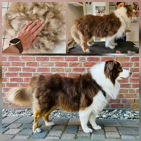 Bild von Esthers tierische Biberstube Hundefriseur