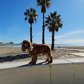 Bild von PARAISO DE CORTES APARTMENTS BEACH