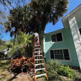 Our crews are skilled in pruning trees and shrubs.