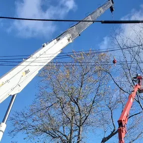 Bild von T.W. Enterprises, Inc Tree & Landscaping Co.
