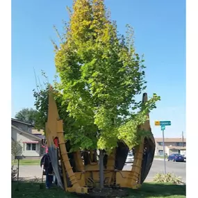 Planting Mature Tree In Client Yard With Tree Spade