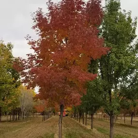 Trees with Fall Colors At The Farm