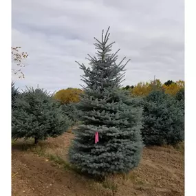 Blue Spruce Tree at Tree Farm