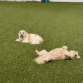 Bild von K9 Clubhouse Dog Day Care The Woodlands