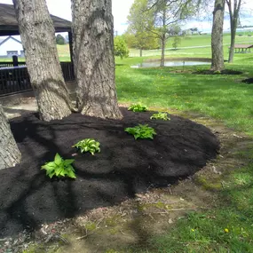 Working with fellow family-owned business, Kaufman Mulch in Millersburg, allows Steven to offer a wide selection and trusted quality. He guides homeowners and business owners to select the color and shred to best complement any building.