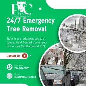 Bild von Plano Tree Care Inc