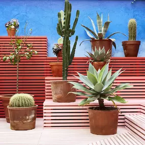 Bild von Mama Restaurant Marseille