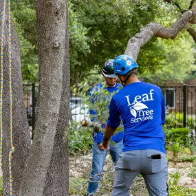 Bild von Leaf Tree Services