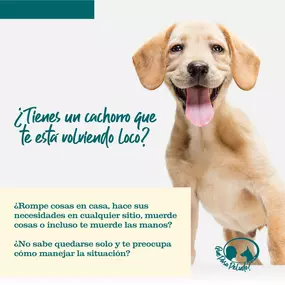 quepasapeludo-foto2.jpg