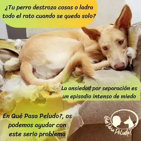 quepasapeludo-foto4.jpg