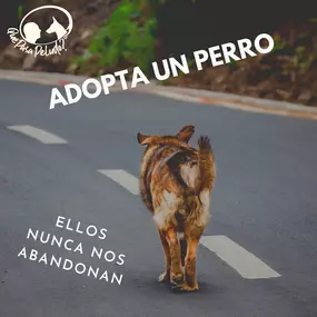 Quepasapeludo-adoptaunperro.png