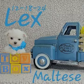 Bild von ToyBox Puppies