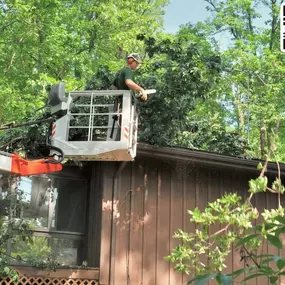 Bild von KD Tree Service Albany