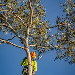 Bild von KD Tree Service Albany