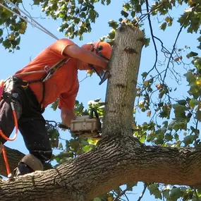 Bild von KD Tree Service Erie Pa