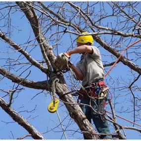 Bild von KD Tree Service Erie Pa