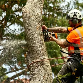 Bild von KD Tree Service Erie Pa