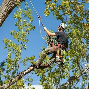 Bild von KD Tree Service Erie Pa