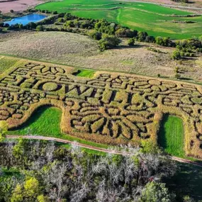 Corn Maze