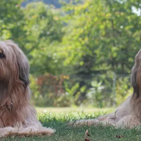Bild von Hundeschule Göttingen | Bebra