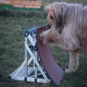 Bild von Hundeschule Göttingen | Bebra