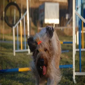 Bild von Hundeschule Göttingen | Bebra